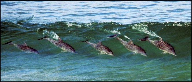 13 delfines en vung tau