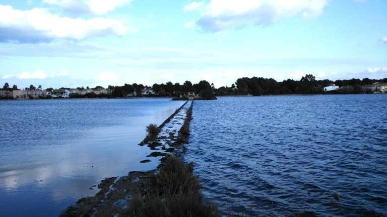 17 de un lado y otro del espigon lago de Alcudia