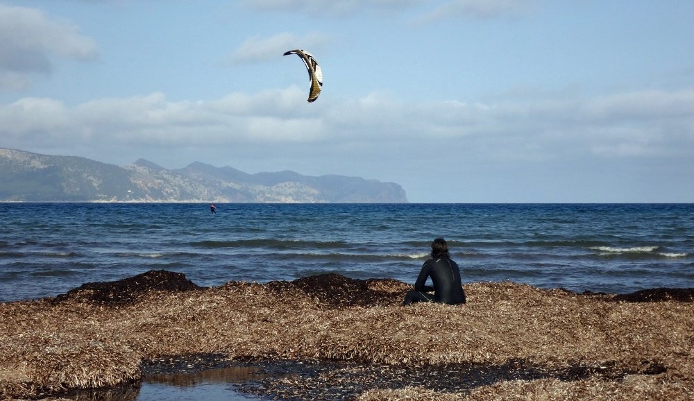 5 playa Pollensa y poseidonea