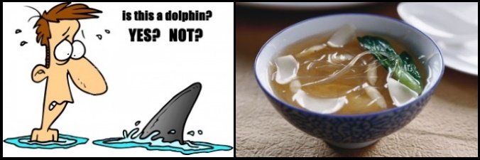 7 Es ist dies ein Delphin, ja oder nicht