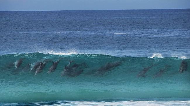 22 delfin-surfing-kiteschule-mallorca-kiteblog